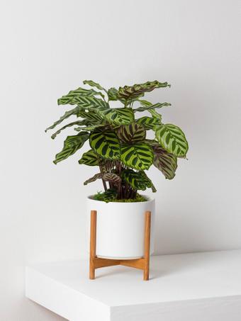 indoor plants picture