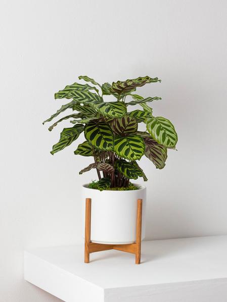 Calathea Peacock of Vitória