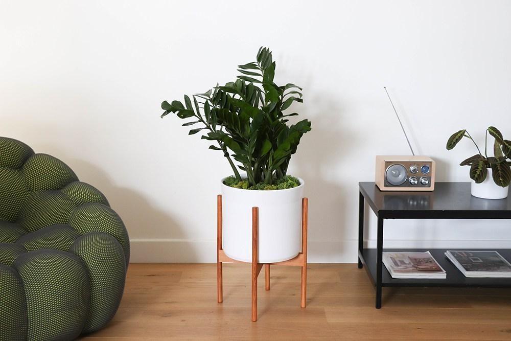 Joyau de Zanzibar - Mid-Century