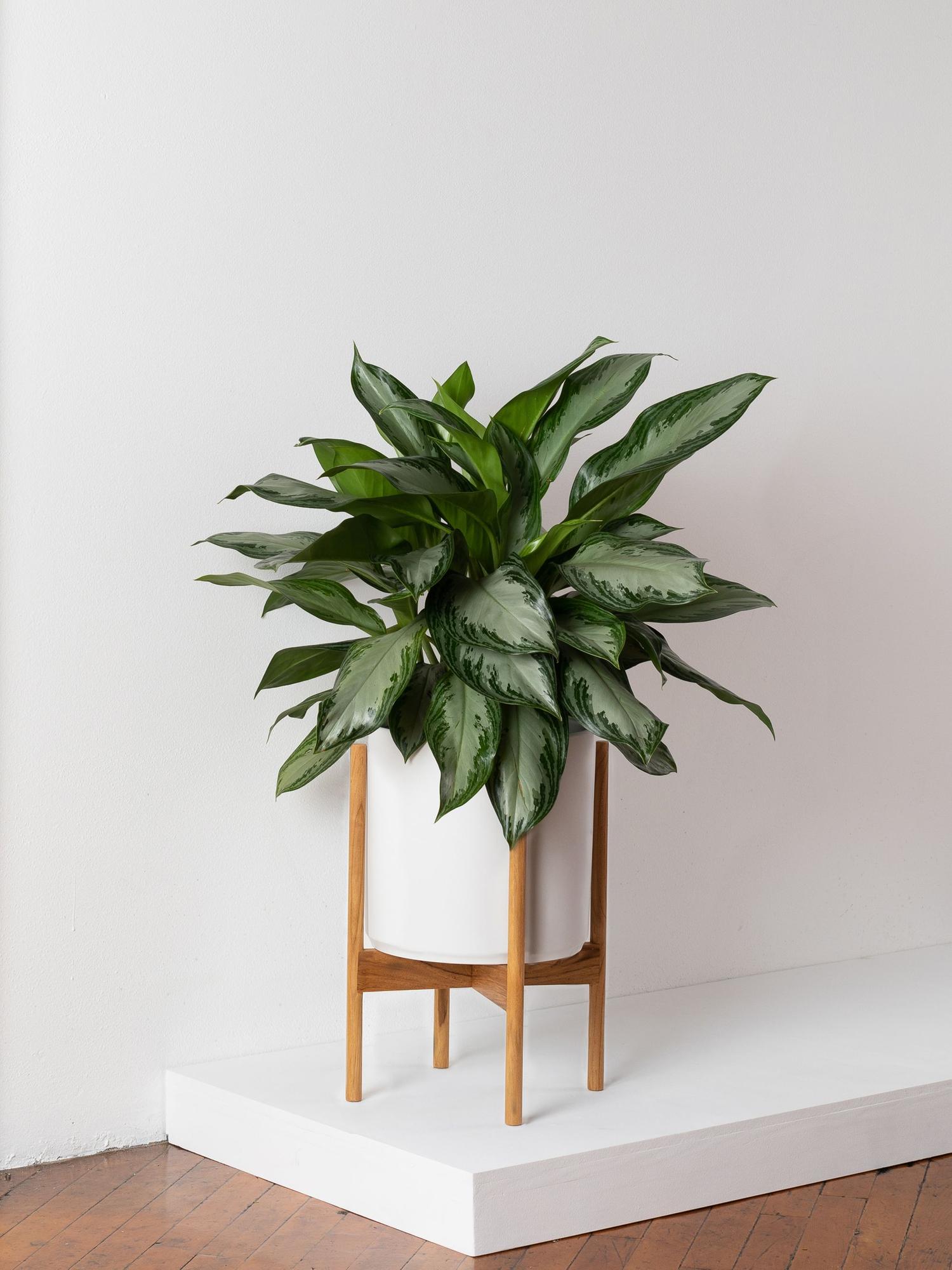 Buy a Silver Evergreen (Large) Léon &amp; Premium