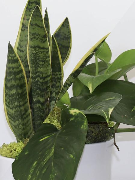 Duo Pothos Cascade X Snake - Mid-Century