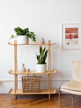 Complementary Indoor Plant Accents