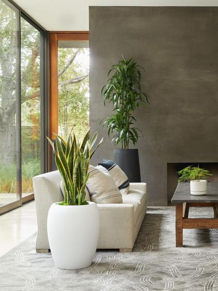 Dracaena Lisa