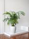 Kentia Palm