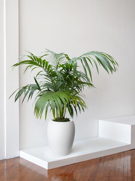 Kentia Palm