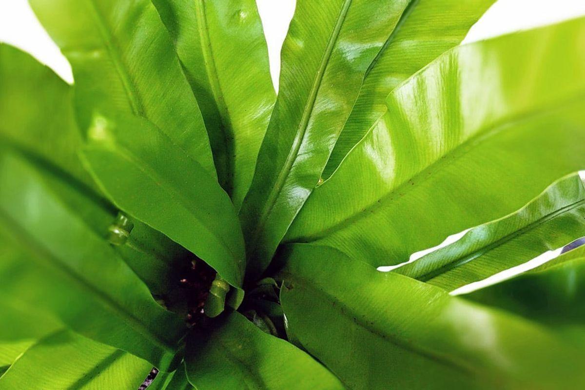 Bird's Nest Fern - Nouvelle - Medium