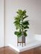 Fiddle Leaf Fig Bush