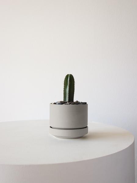 Mexican Fence Post Cactus