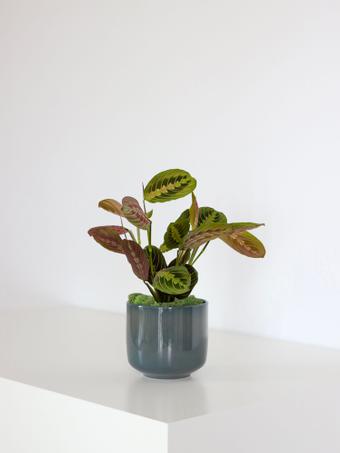 indoor plants picture