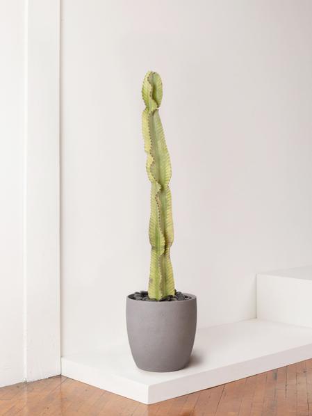 Desert Cactus