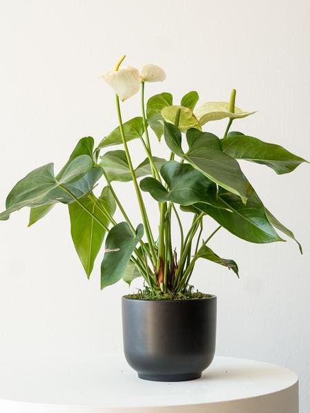 Anthurium - Queen of Spades