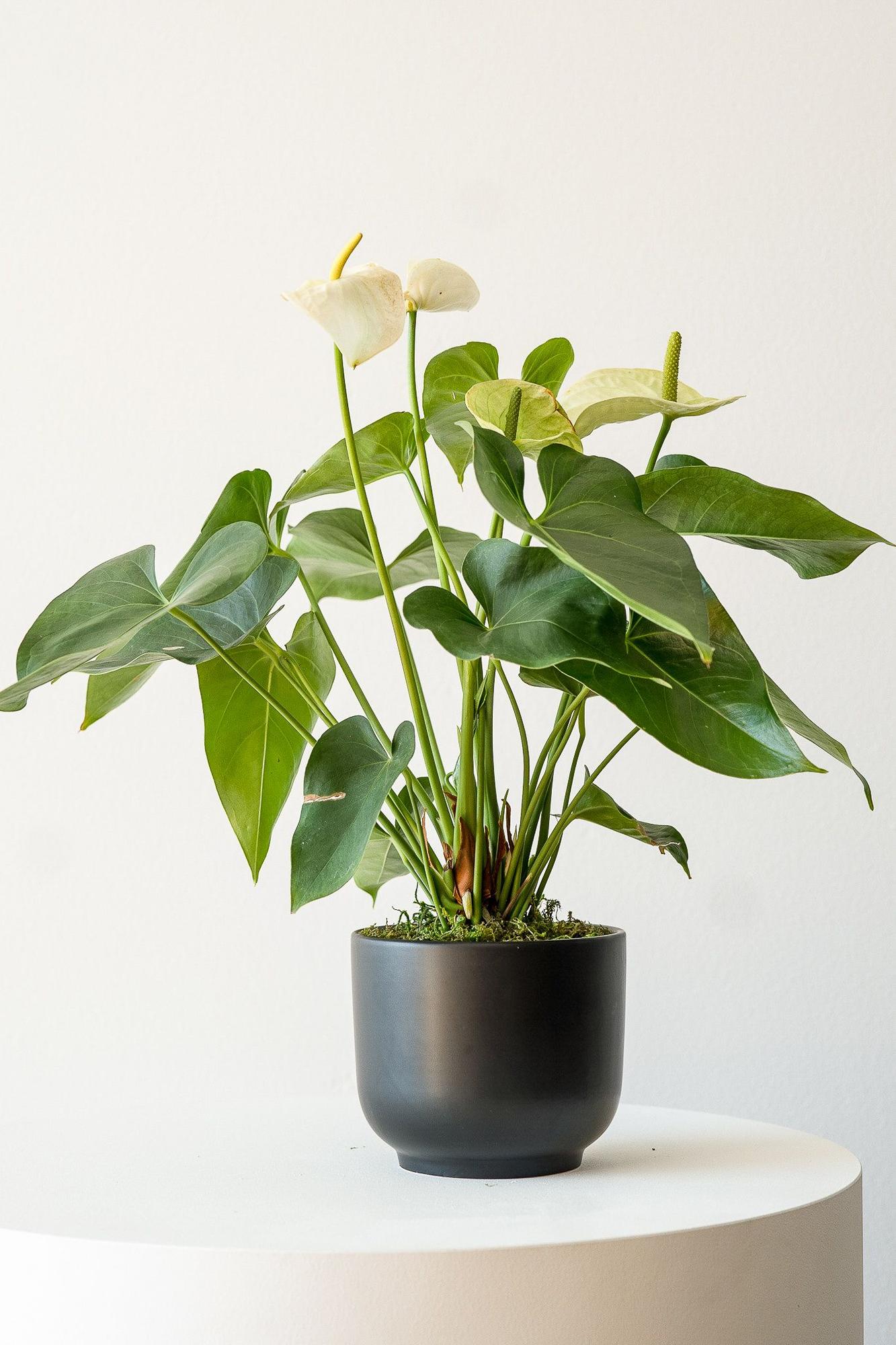 Anthurium - Queen of Spades Medium (1-2ft tall) + Nouvelle Ceramic Pot |  Lon & George
