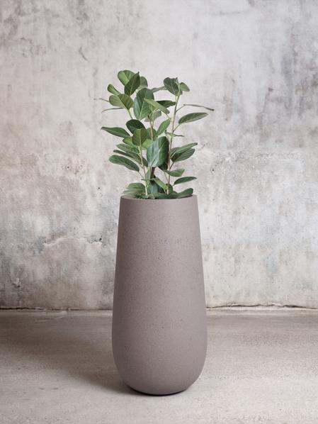 Ficus Audrey Tree