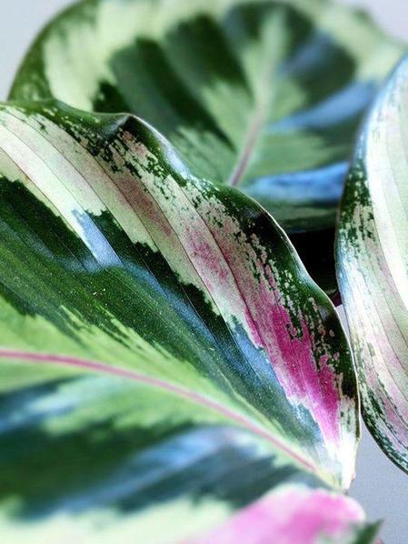 Calathea Medallion