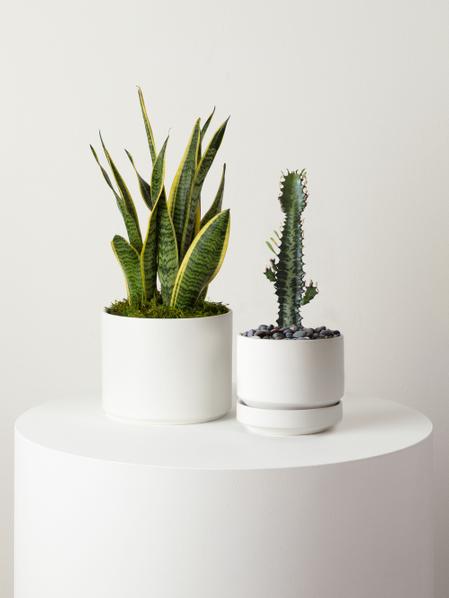 Euphorbia Trigona