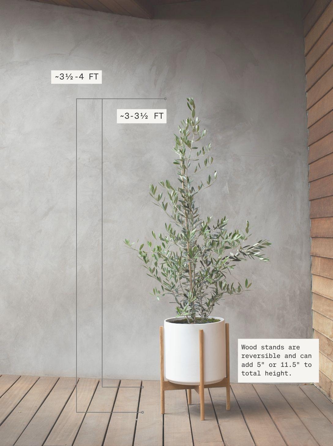 Olive Bush