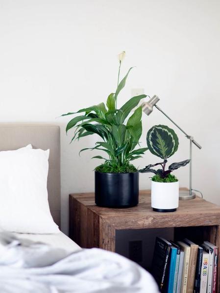 Calathea Medallion
