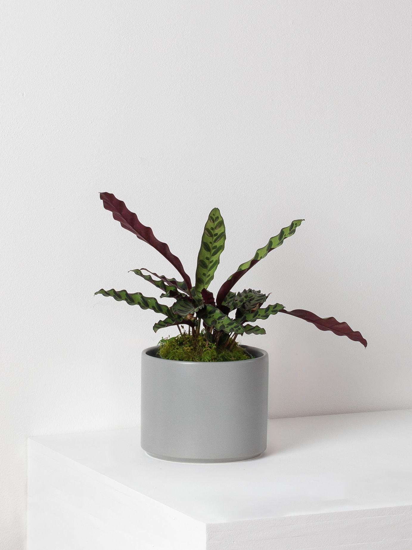 calathea-rattlesnake-gray-mid-