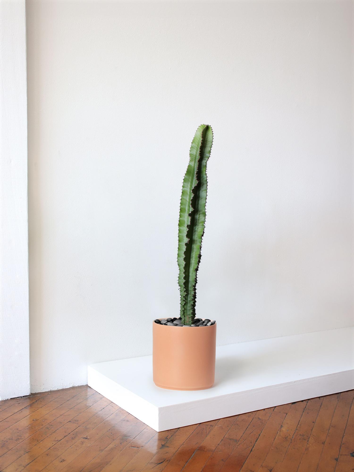 Jade Cactus With Mid-Century Ceramic Pot Large 3 FT TALL – White