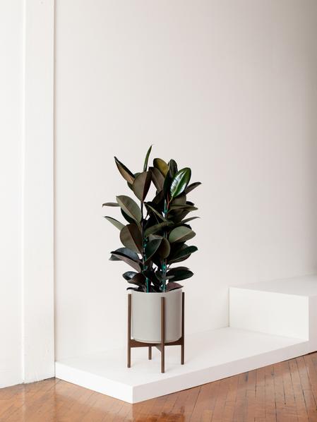 Rubber Tree