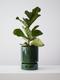 Fiddle Leaf Fig Plant