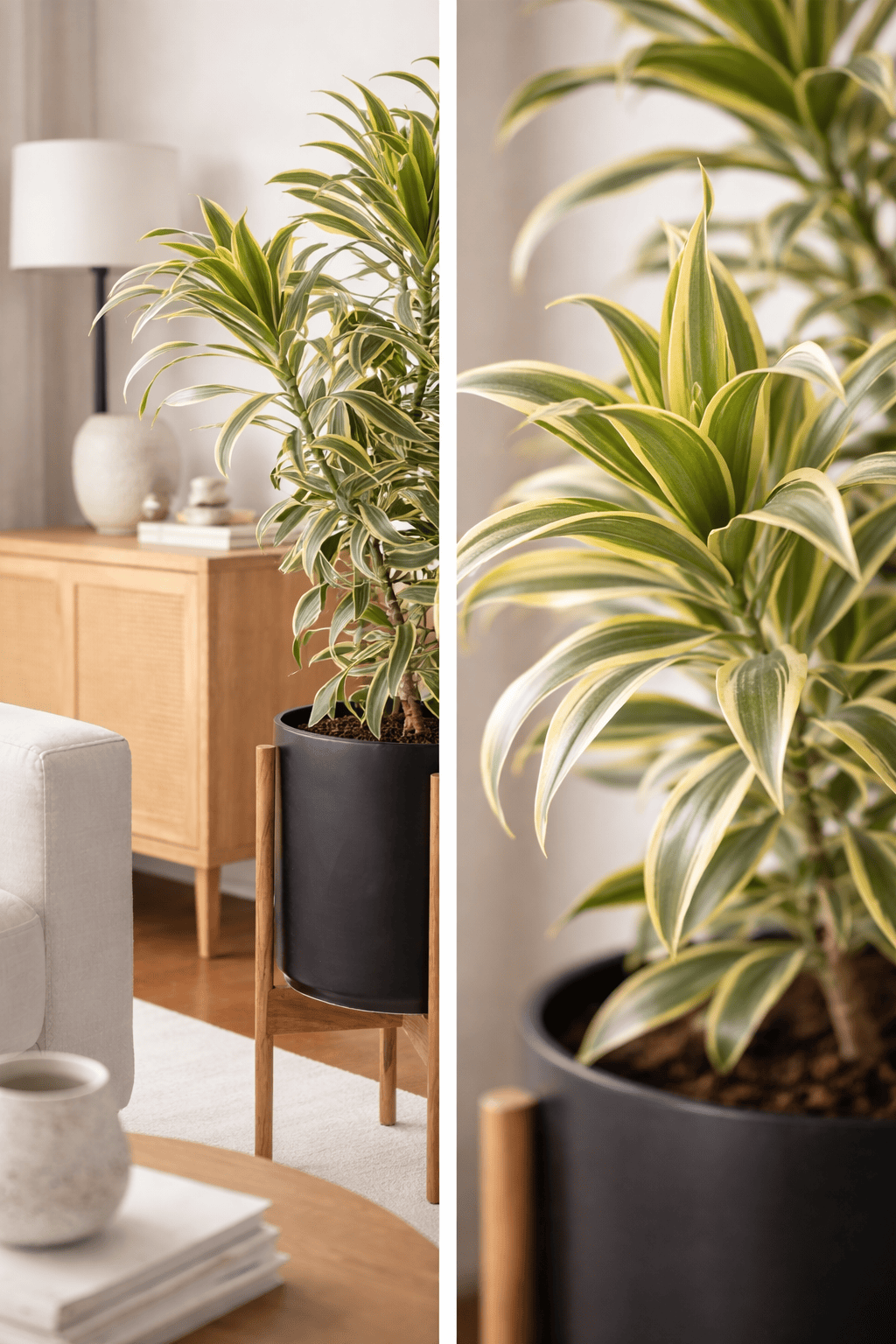 Dracaena Song of India