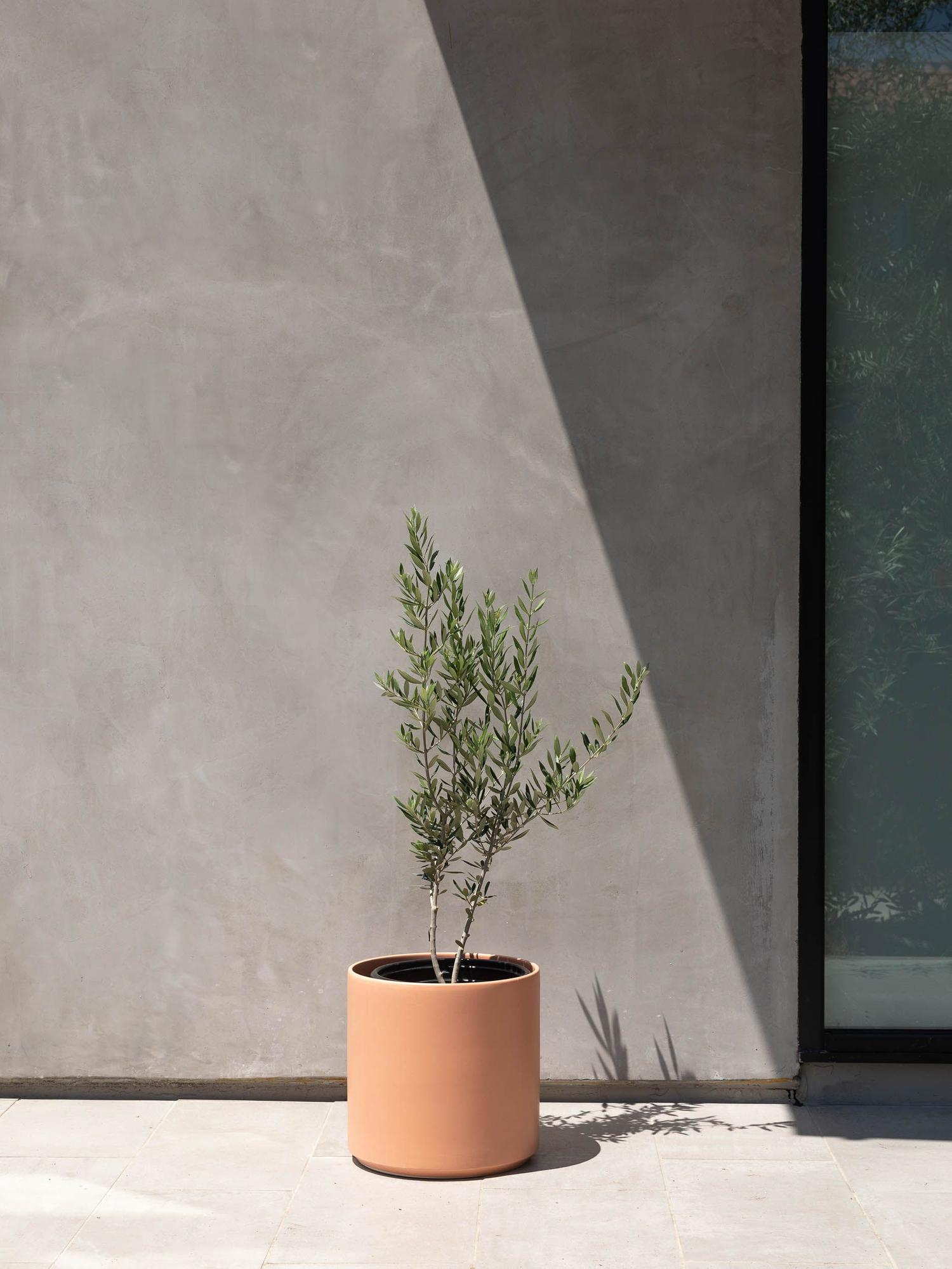 Olive Bush With Mid-Century Pot Large 2 ft tall – White Mid