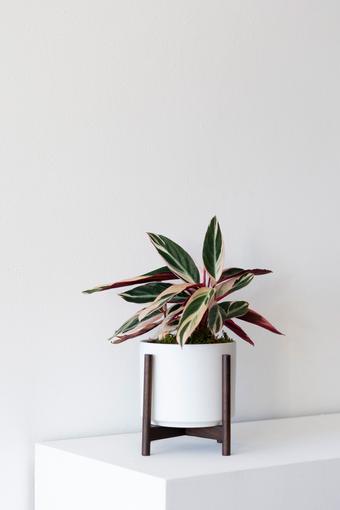 indoor plants picture