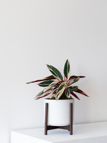 Magenta Triostar
