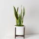 Snake Plant Laurentii