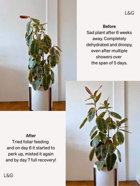Natural Foliar Feed