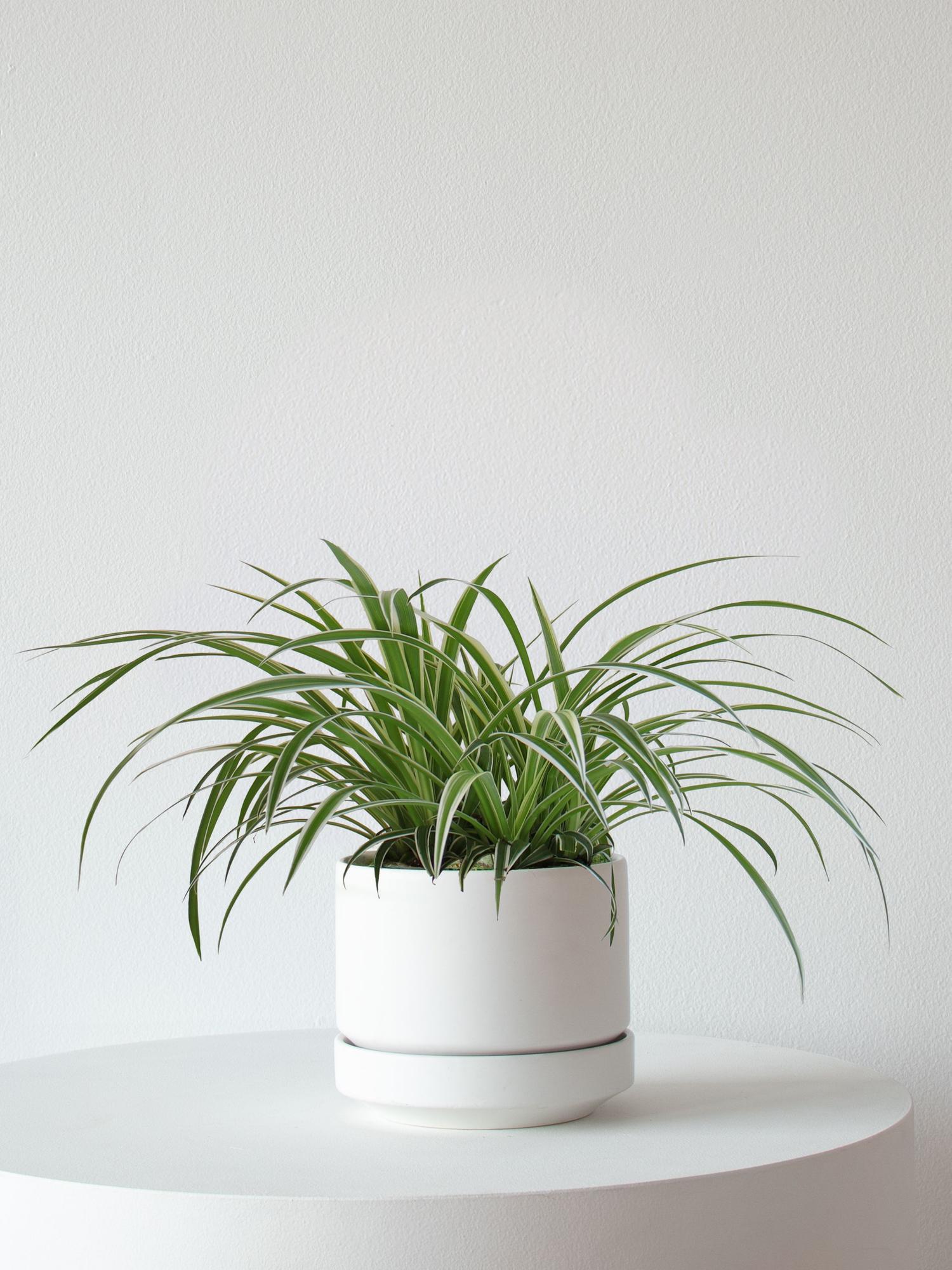 Spider Plant