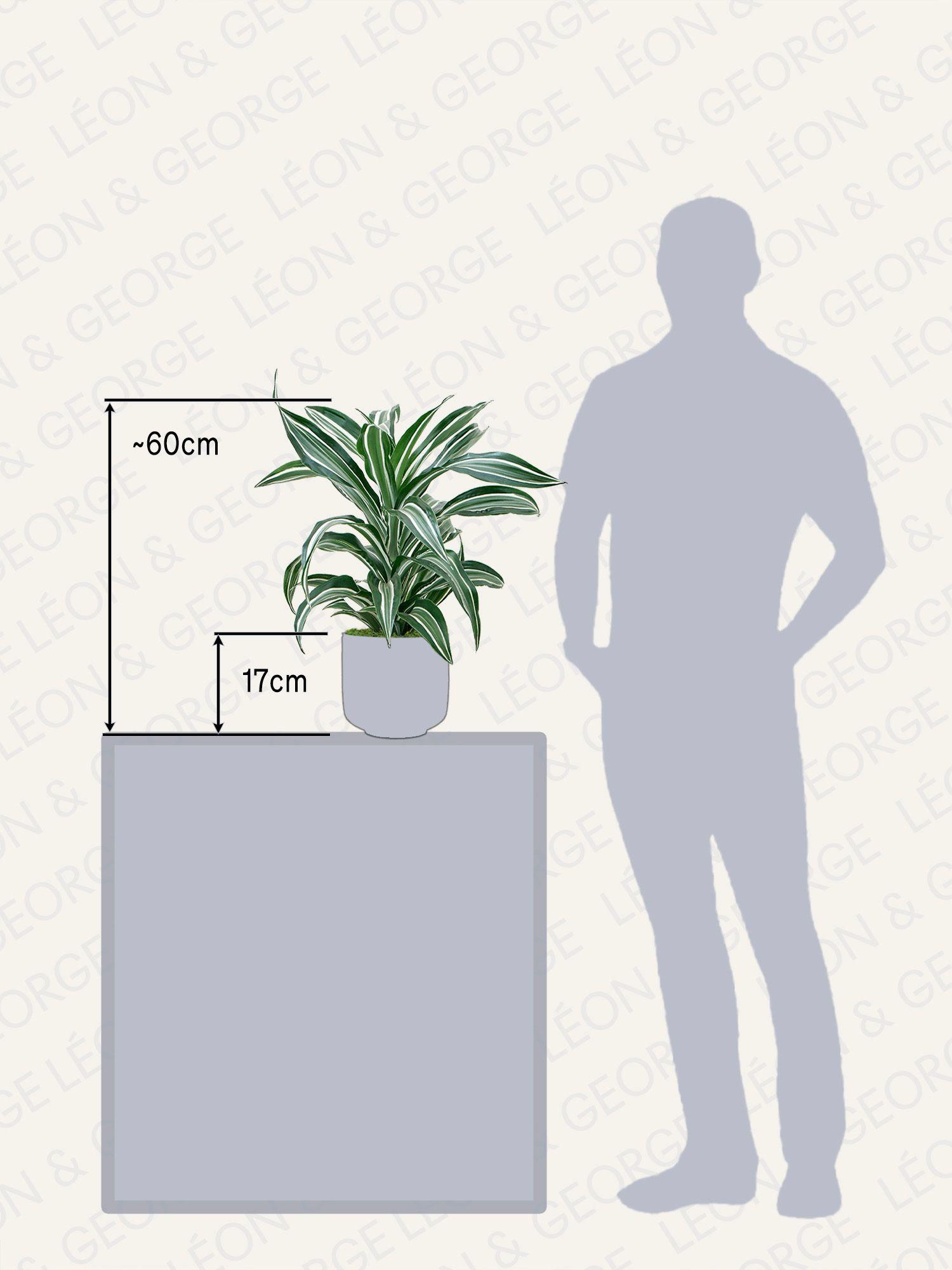 Dracaena Fragrans Joyau de Jade