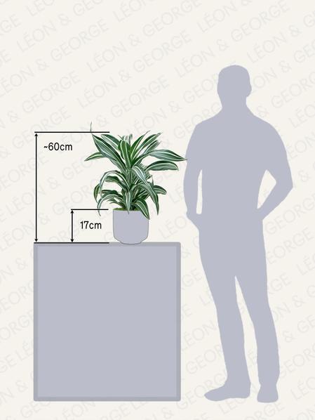 Dracaena Fragrans Joyau de Jade