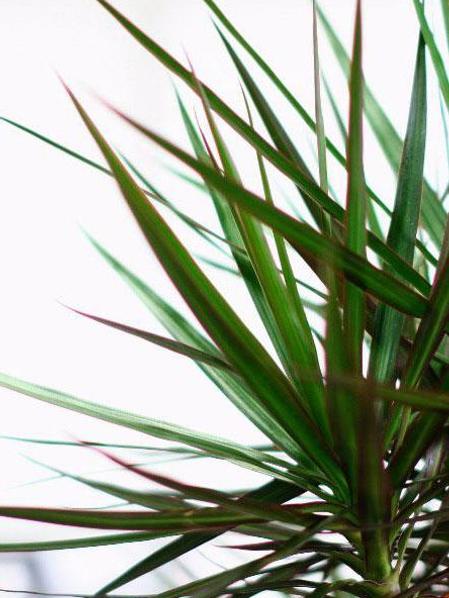 Dragon Tree