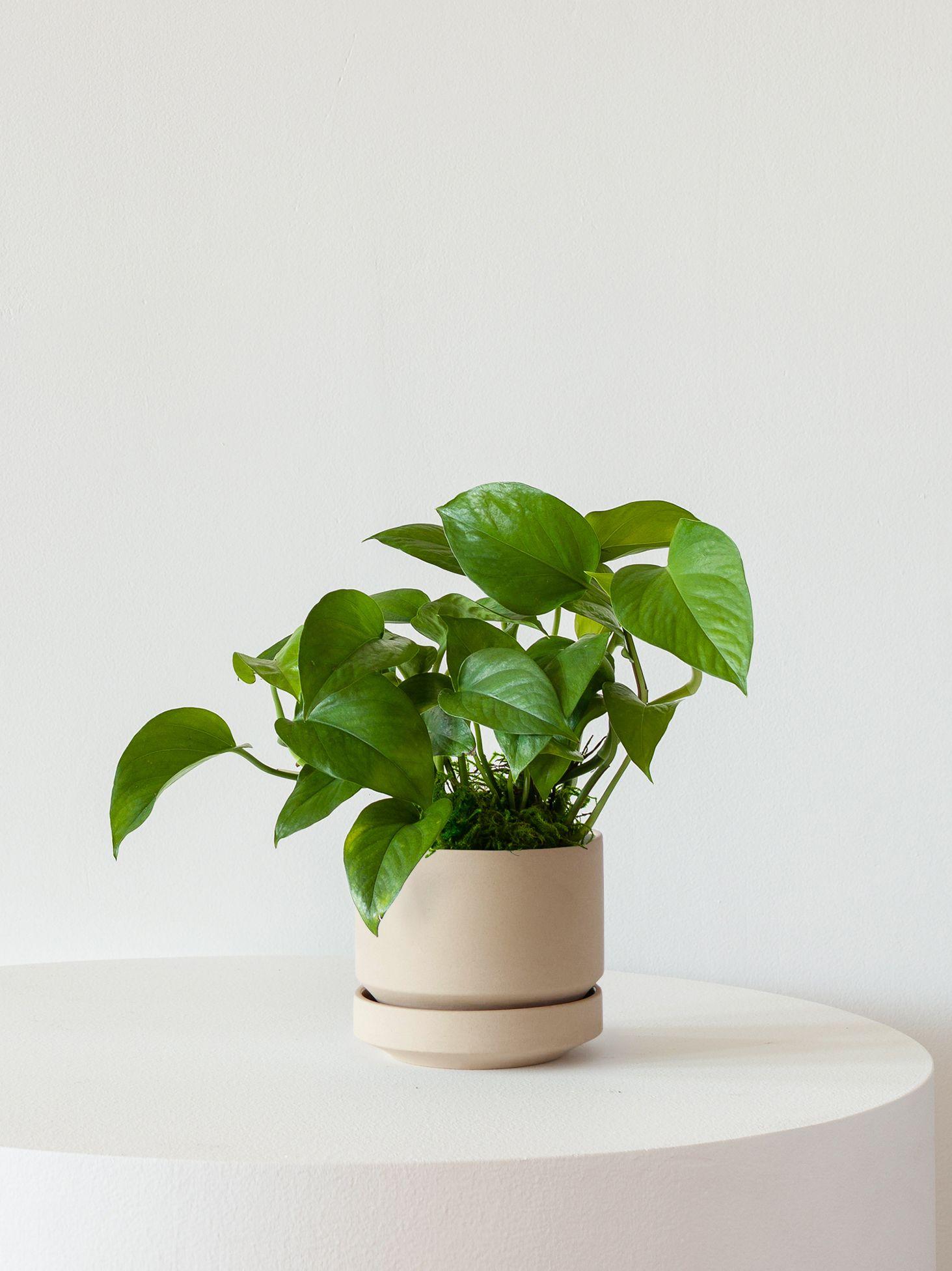 Jade Pothos - Midnight Ceramic