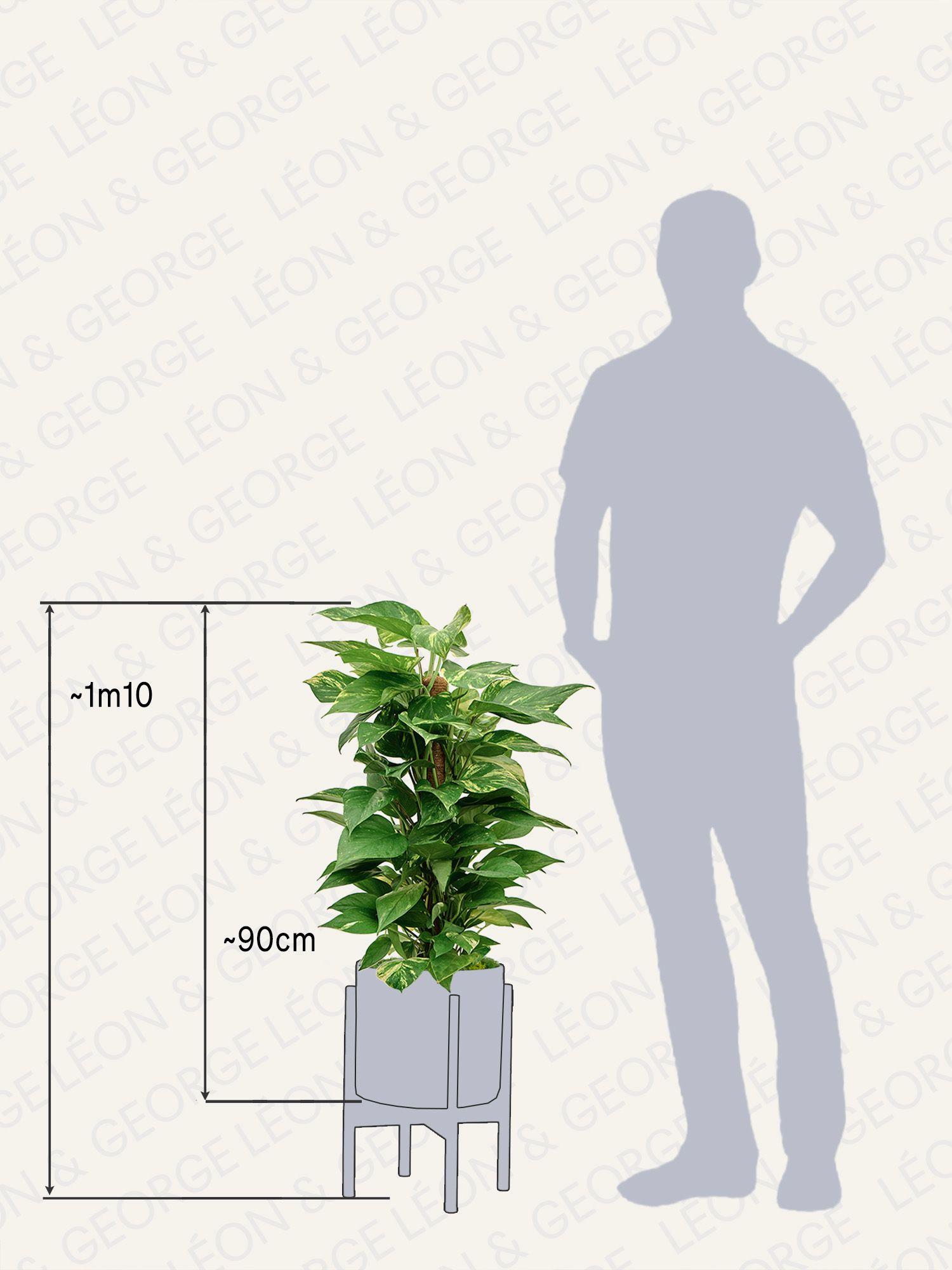 Pothos Colonne