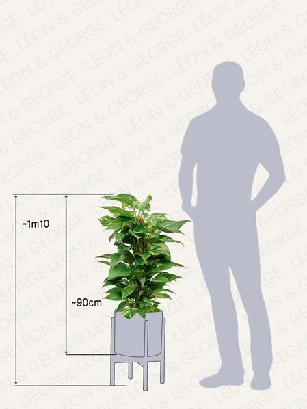 Pothos Colonne