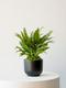 Tiger Evergreen