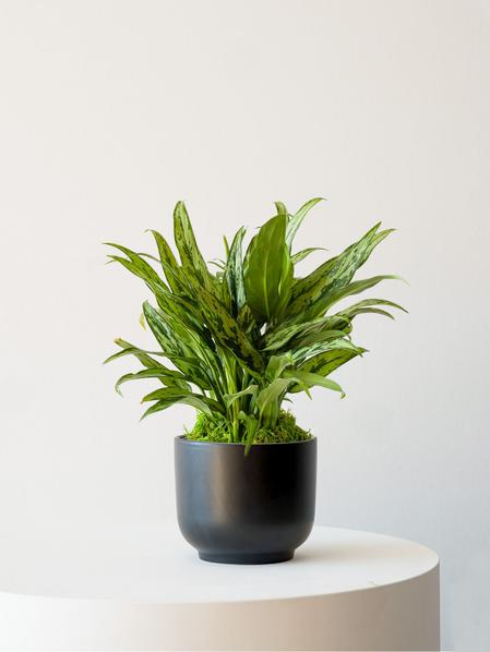 Tiger Evergreen