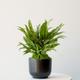 Tiger Evergreen
