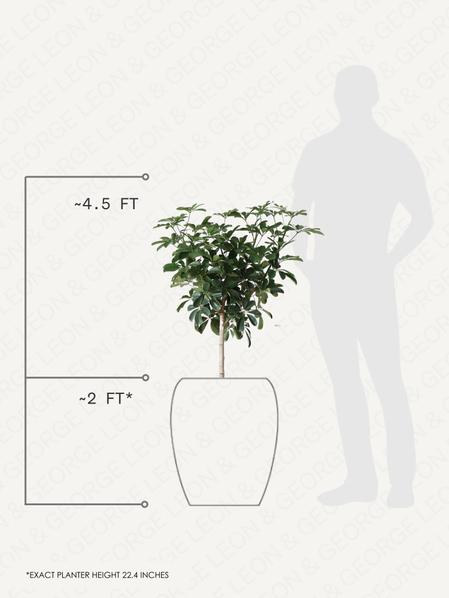Schefflera Tree
