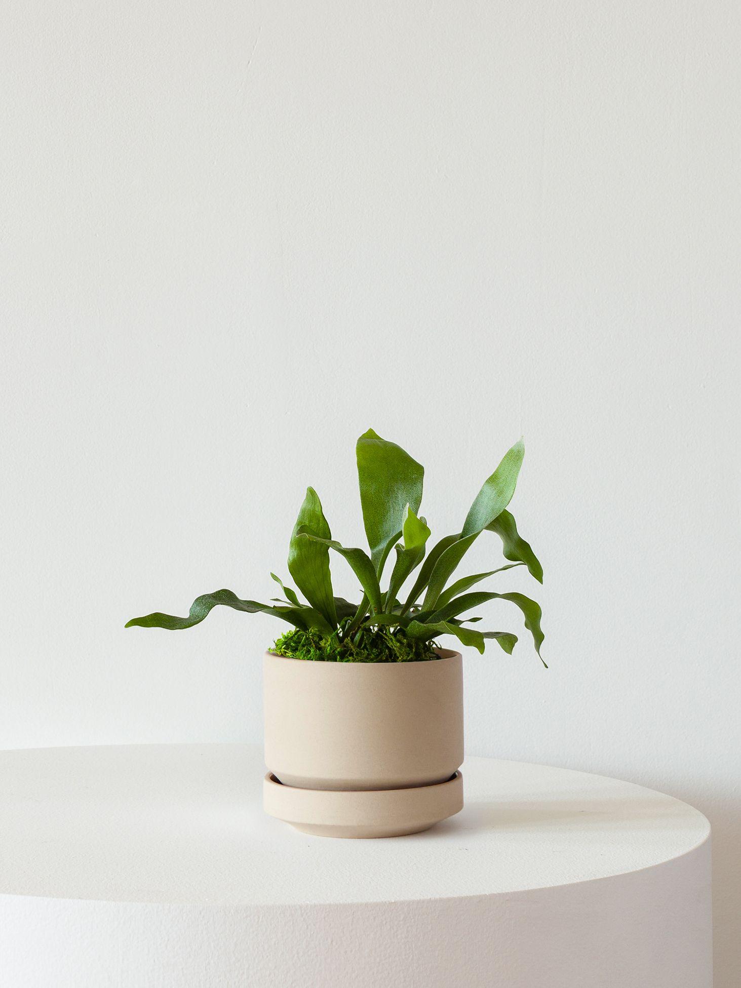 Staghorn Fern - Sand Scandinavian Ceramic 