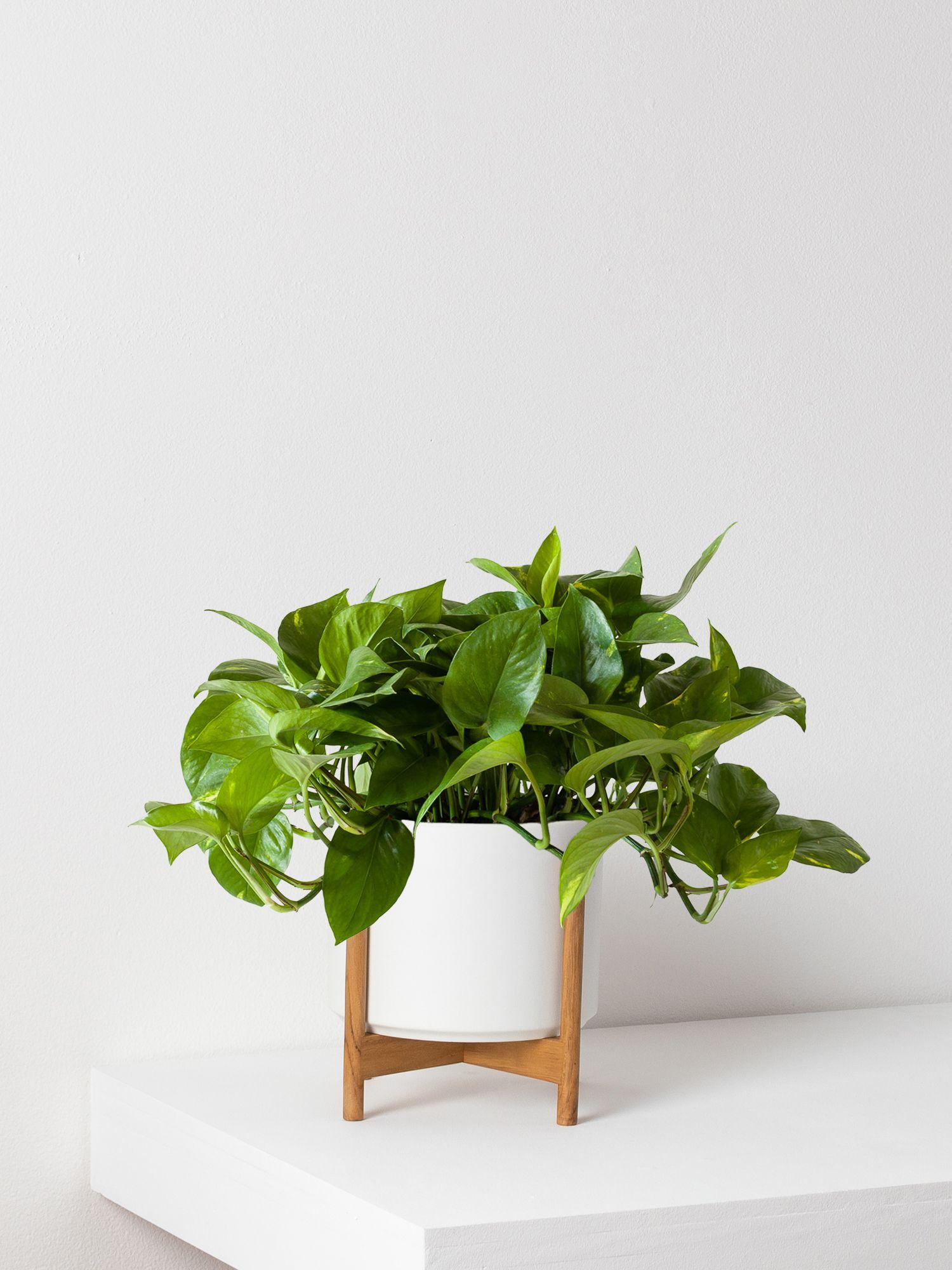 Cascading Pothos - White Ceramic & Light Stand