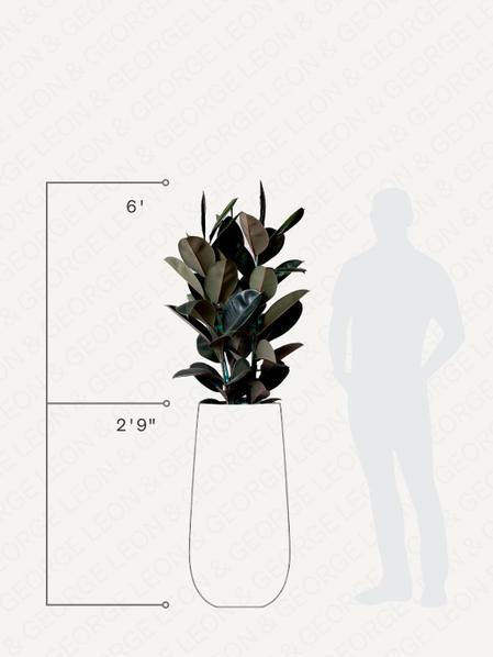 Rubber Tree