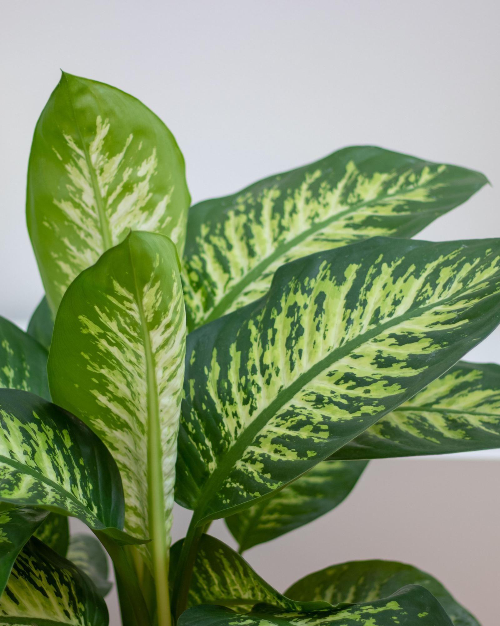 Dieffenbachia