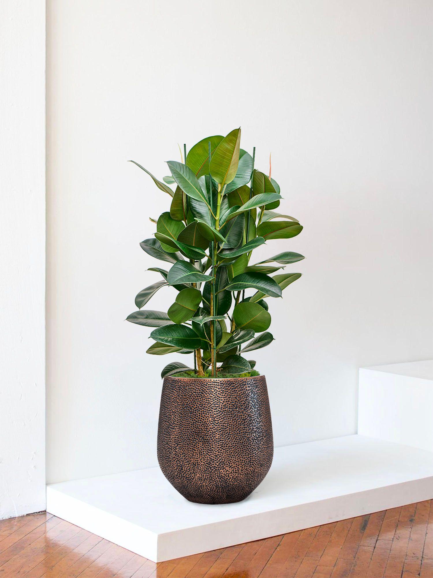 Ficus Elastica Robusta