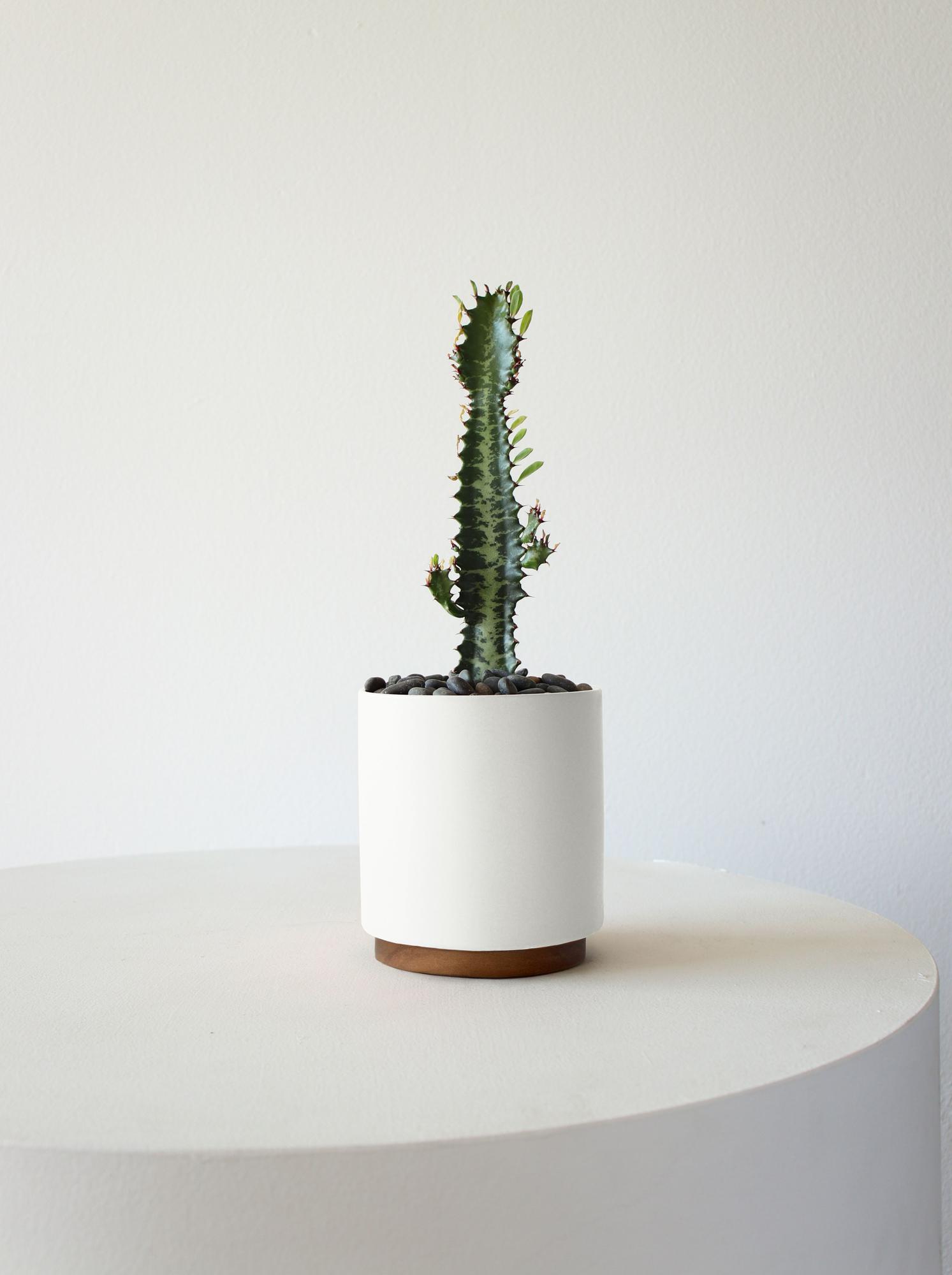 Euphorbia Trigona - Coral Ceramic