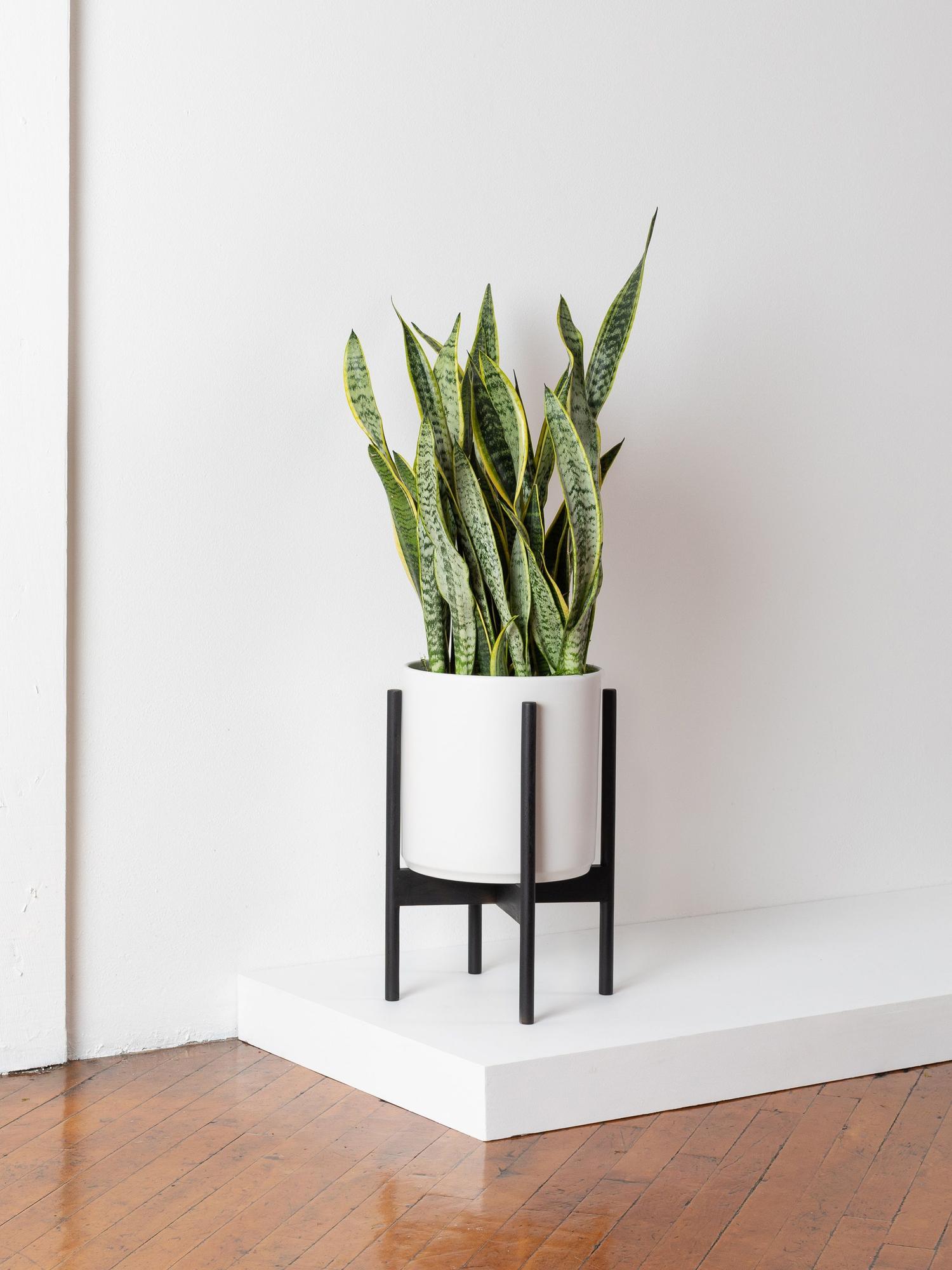 Snake Plant Laurentii