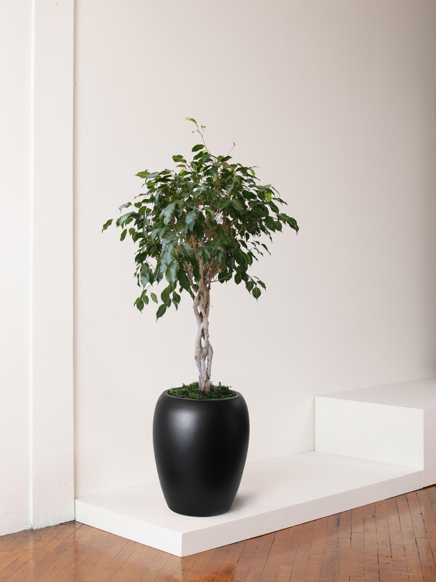 Ficus Benjamina